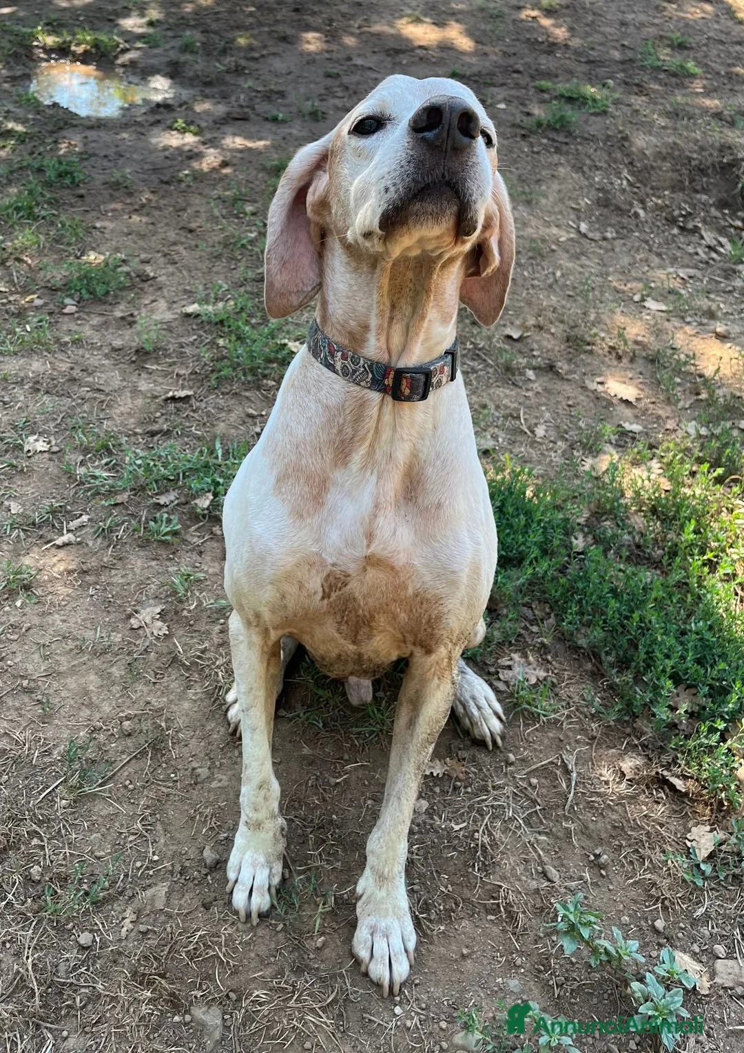Pointer cani in regalo: VENTO un tesoro tutte coccole a Pomezia - Annuncio 12