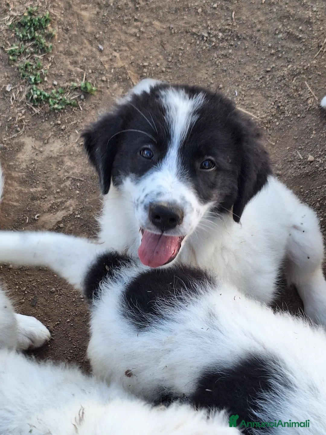 Meticcio cani in vendita: 🐶 Cucciola femmina bianca con macchie nere - Annuncio 2