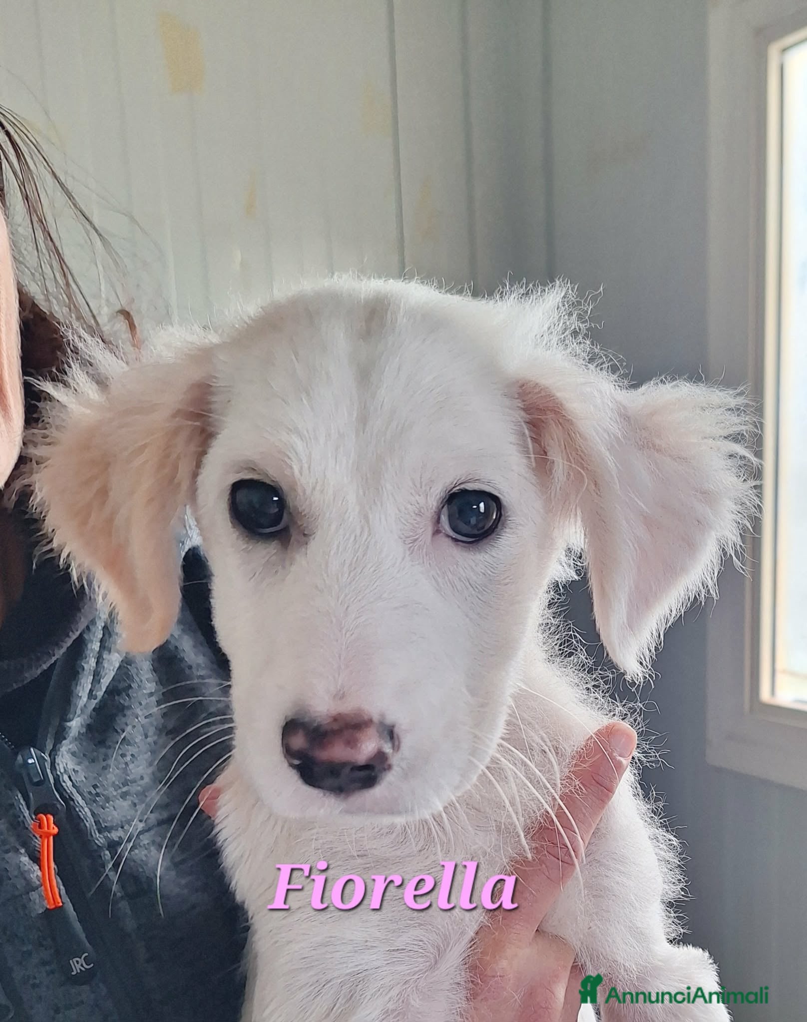 Meticcio cani Fiorella dolce cucciola mix golden in adozione  - Annuncio 19
