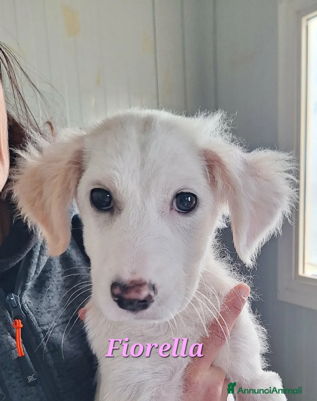 Meticcio cani in regalo: Fiorella dolce cucciola mix golden in adozione  - Annuncio 1
