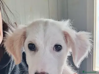 Meticcio cani Fiorella dolce cucciola mix golden in adozione - Annuncio 19