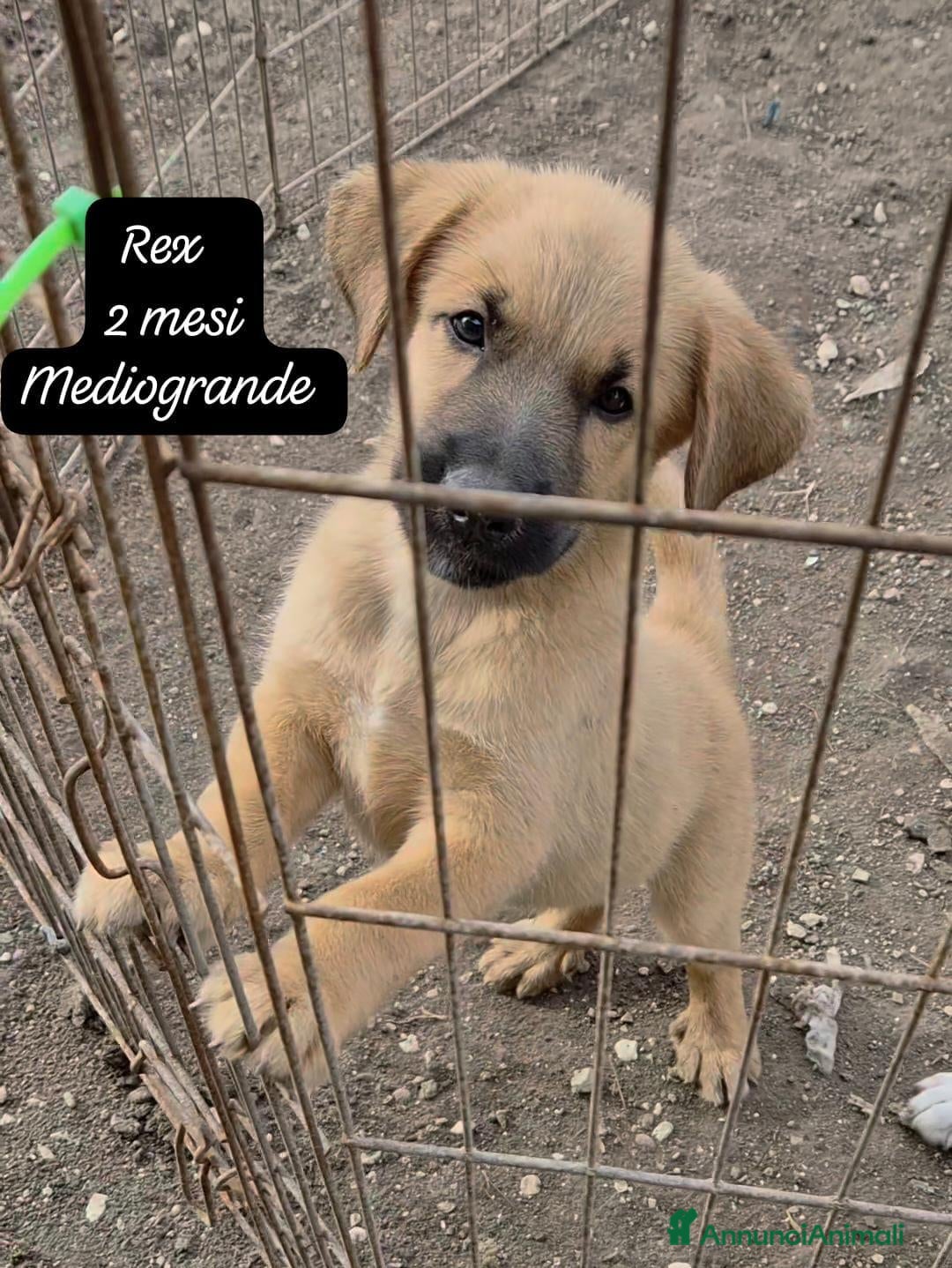 Meticcio cani Urgenti famiglie per questi cuccioli  - Annuncio 34