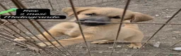Meticcio cani in regalo: Urgenti famiglie per questi cuccioli  a Città Metropolitana di Bologna - Annuncio 1