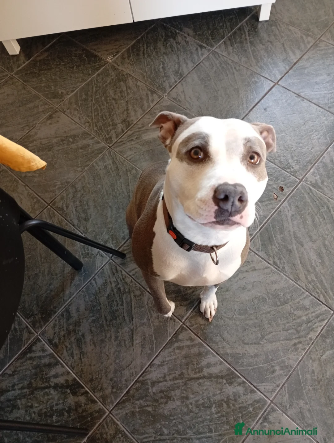 American Staffordshire cani in regalo: Amstaff  - Annuncio 2