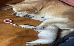 Akita Inu cani in vendita: 🌸 Hime Sakura cerca una famiglia 🌸 a Città Metropolitana di Torino - Immagine 18
