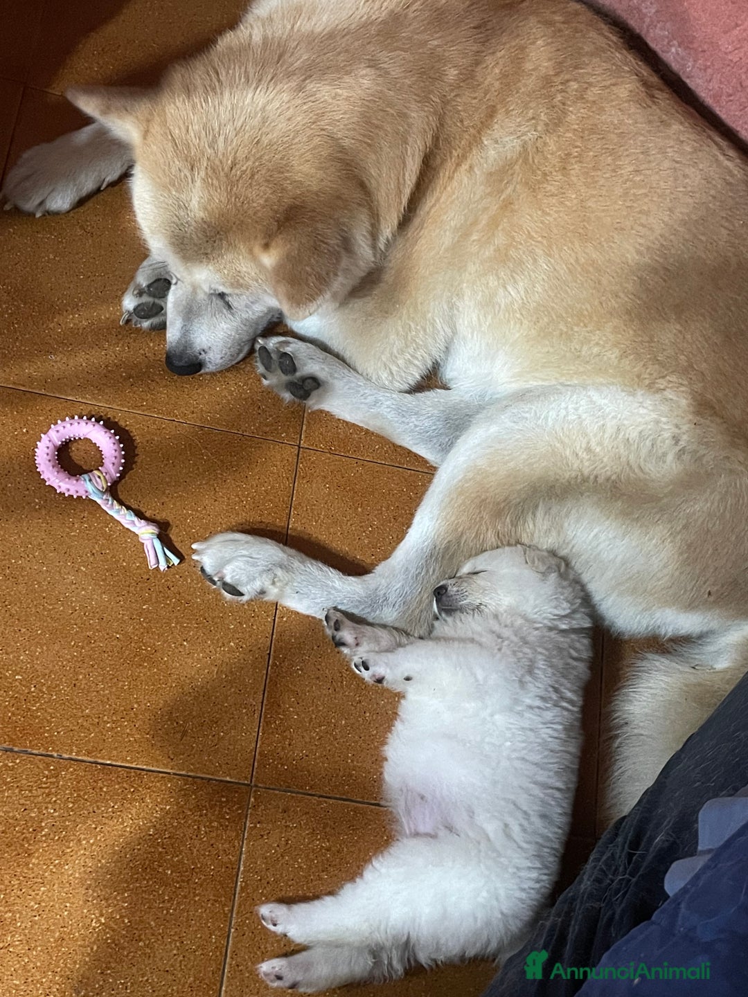 Akita Inu cani in vendita: 🌸 Hime Sakura cerca una famiglia 🌸 a Città Metropolitana di Torino - Immagine 18