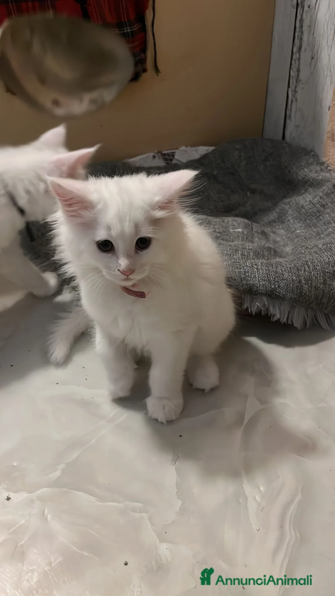 Maine Coon gatti in vendita: Gattino maine coon a Città Metropolitana di Firenze - Annuncio 2