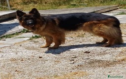 Pastore Tedesco cani in regalo: Regalo - Immagine 2