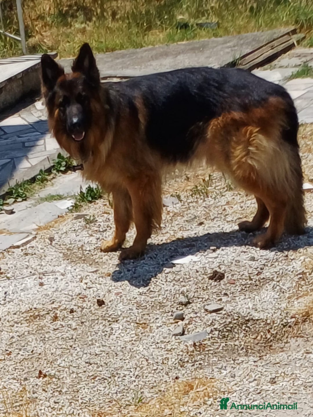 Pastore Tedesco cani in regalo: Regalo - Immagine 2