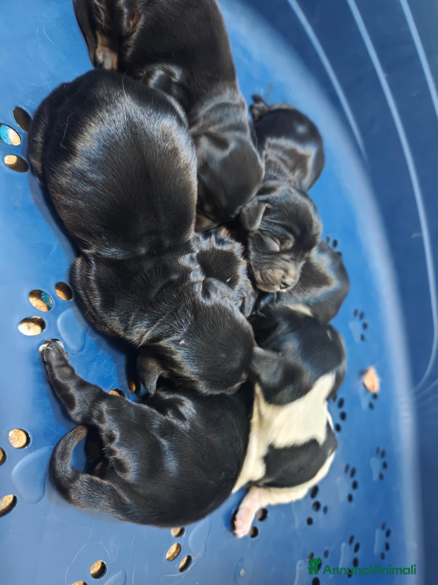 Cocker cani in vendita: Cuccioli di cocker Spaniel inglese  - Annuncio 2