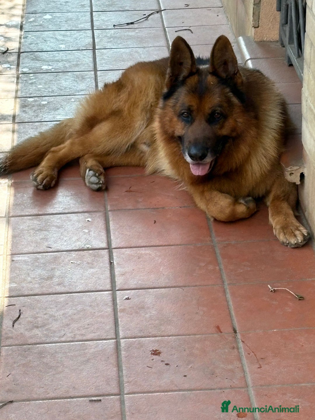 Pastore Tedesco cani in regalo: Boss cerca casa - Annuncio 4