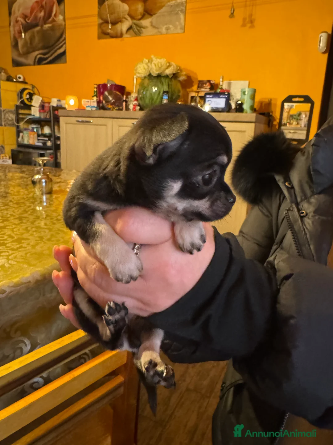 Chihuahua cani in vendita: Cuccioli adorabili dí Ciwawa  - Annuncio 4