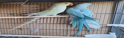 Meticcio cani in vendita: Coppia di Parrocchetti dal collare  a Città metropolitana di Milano - Annuncio 2