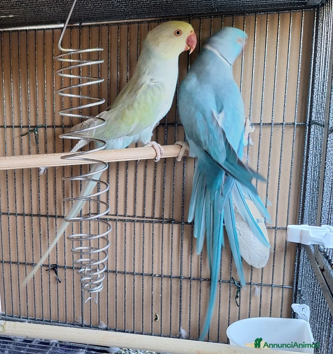 Meticcio cani in vendita: Coppia di Parrocchetti dal collare  a Città metropolitana di Milano - Annuncio 2