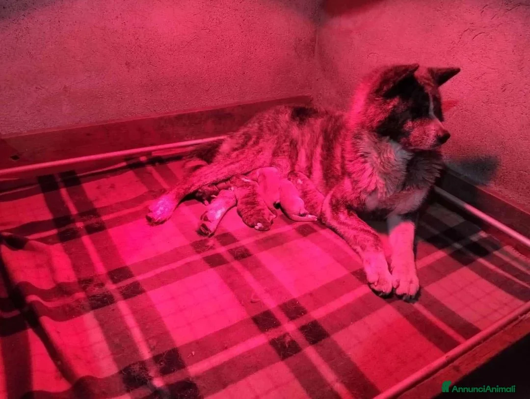 Akita Inu cani in vendita: AKITA - Annuncio 8