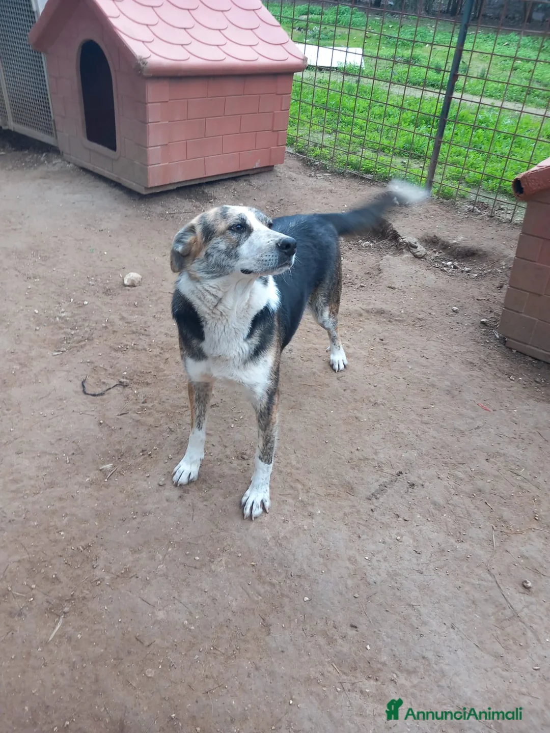 Meticcio cani in regalo: VALZER - Classe 2023 a Provincia di Padova - Annuncio 1