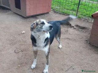 Meticcio cani VALZER - Classe 2023 a Provincia di Padova - Annuncio 38