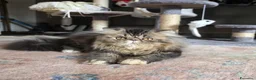 Persiano gatti in vendita: Gatti persiani  - Annuncio 8