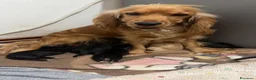 Cocker cani in vendita: CUCCIOLE DI COCKER SPANIEL CERCANO CASA! - Annuncio 2