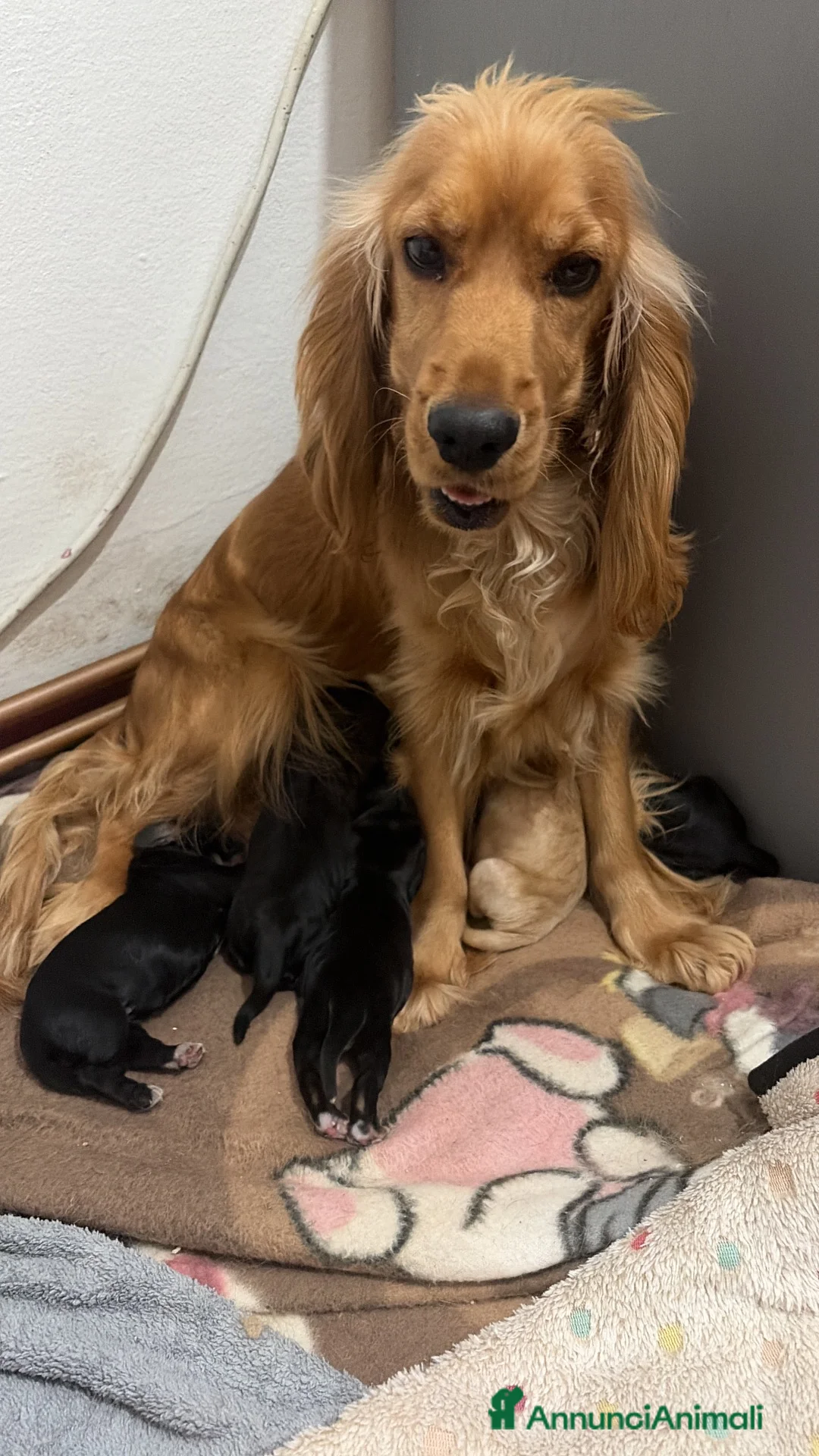 Cocker cani in vendita: CUCCIOLE DI COCKER SPANIEL CERCANO CASA! - Annuncio 2