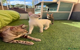 Bengala gatti in vendita: Cucciolo bengala brown spotted tabby  - Immagine 9