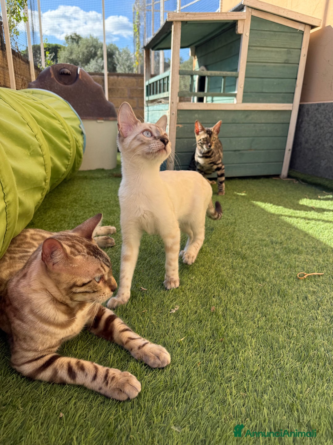 Bengala gatti in vendita: Cucciolo bengala brown spotted tabby  - Immagine 9