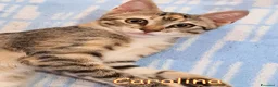 Europeo gatti in regalo: C'era una volta una TIGRATINA - Annuncio 3