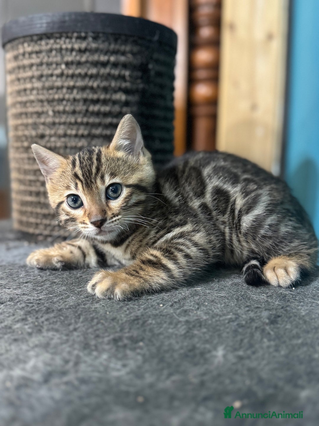 Bengala gatti in vendita: Cuccioli bengala  - Annuncio 4