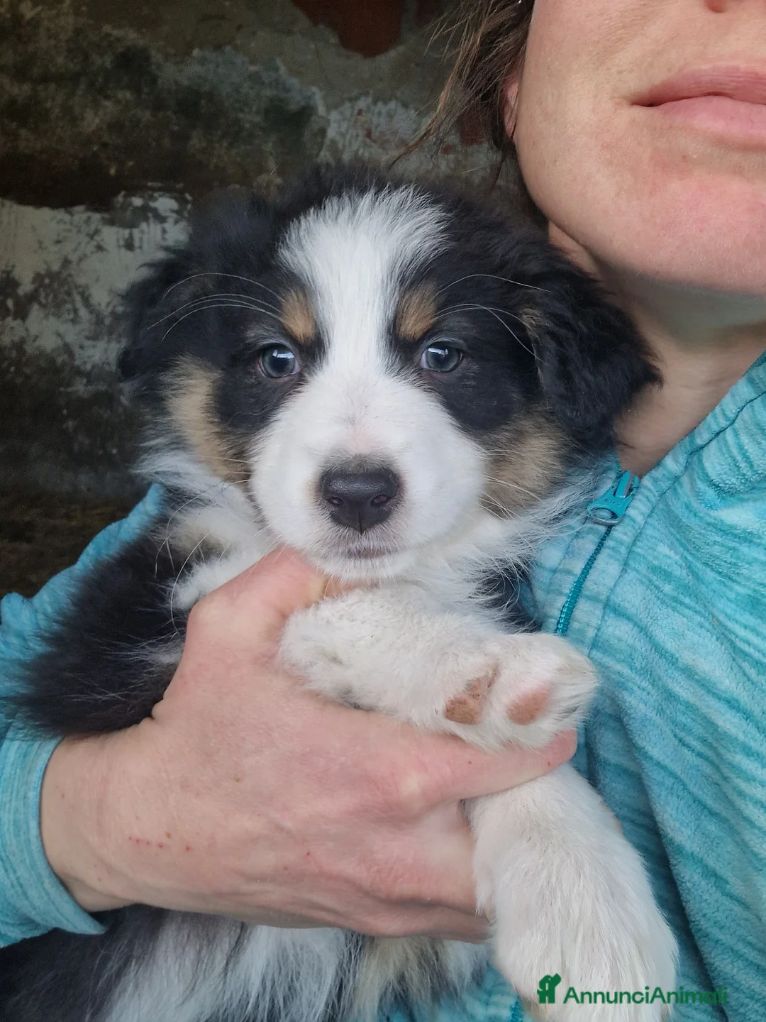 Australian Shepherd cani in vendita: Cuccioli pastore australiano  a Provincia della Spezia - Annuncio 6