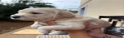 Meticcio cani in vendita: Cuccioli di Goldendoodle  - Annuncio 30