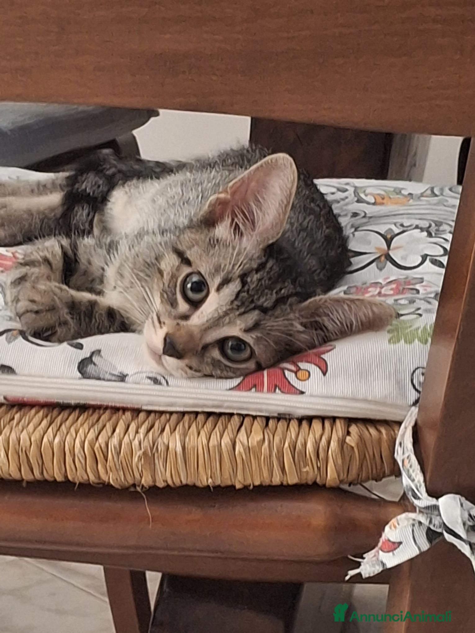 Meticcio gatti 2 mesi, tigratino delizioso  - Annuncio 13