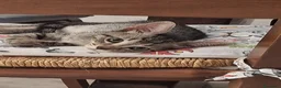 Meticcio gatti in regalo: 2 mesi, tigratino delizioso  - Annuncio 1