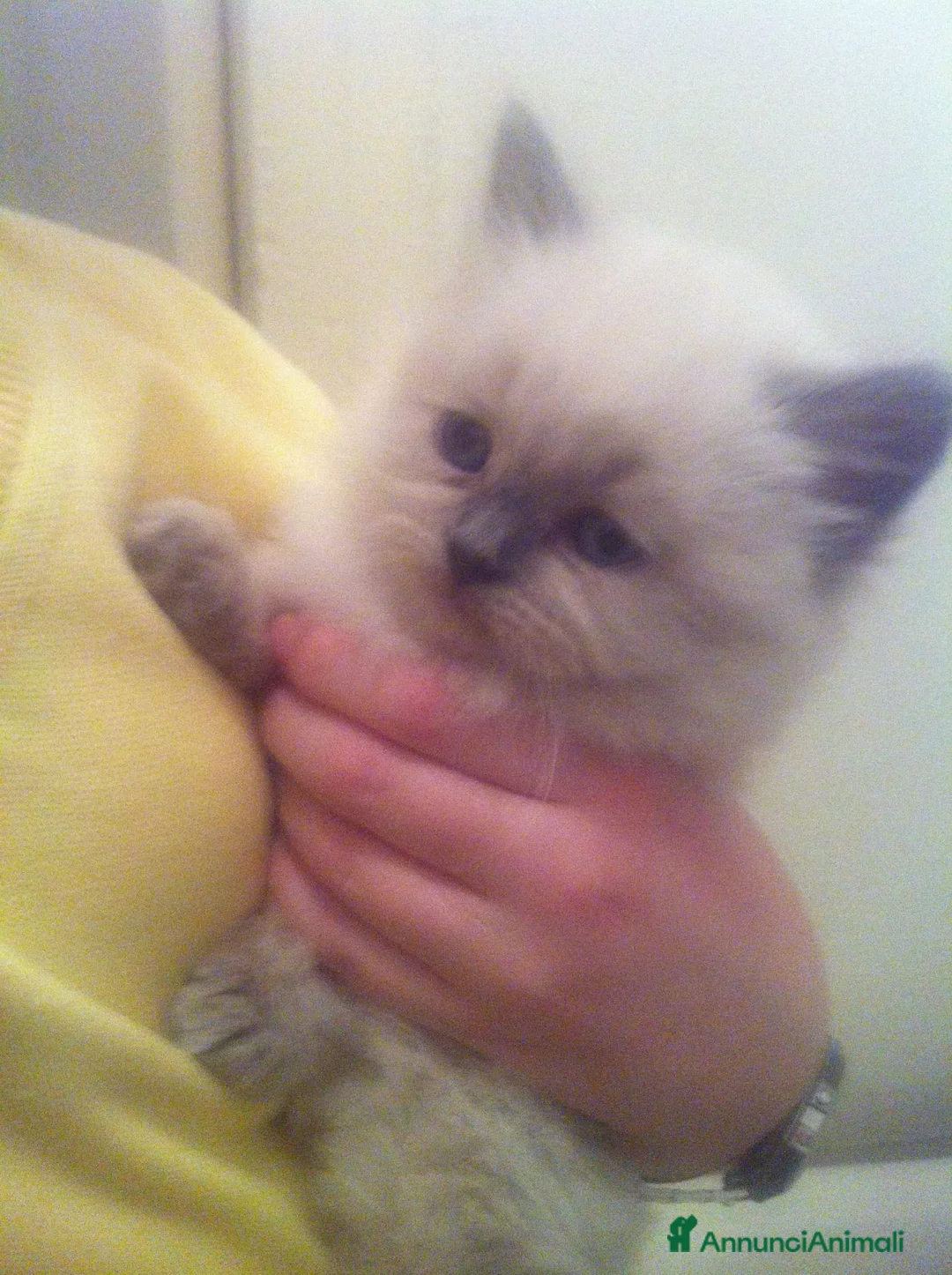 Scottish gatti in vendita: SCOTTISH FOLD E STRAIGHT - Annuncio 2