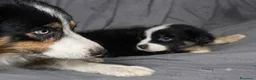 Australian Shepherd cani in vendita: Pastore australiano Australian Shepherd cuccioli - Annuncio 2
