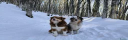 Australian Shepherd cani in vendita: Cuccioli Australian Shepherd - Annuncio 16