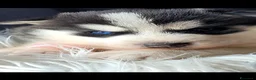 Husky cani in vendita: SIBERIAN HUSKY CUCCIOLATA CON PEDIGREE  - Annuncio 3
