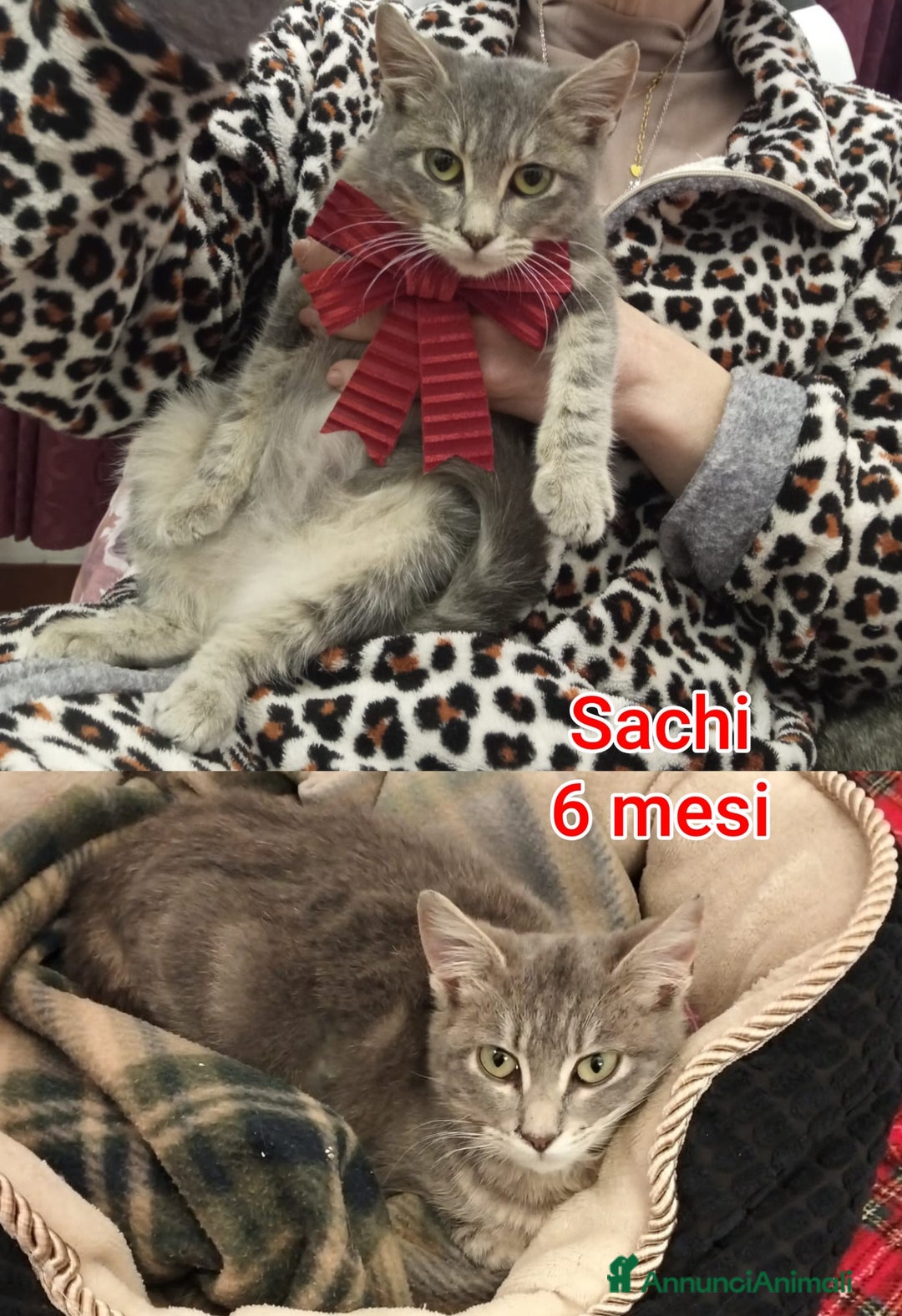 Europeo gatti in regalo: SERVONO ADOZIONI PER SALVARLI  - Annuncio 8