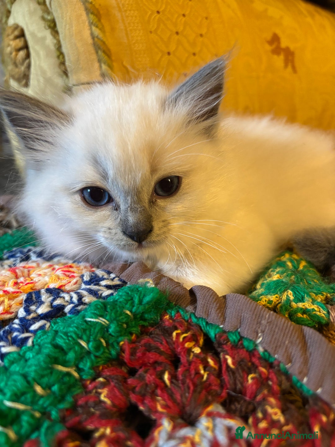 Ragdoll gatti in vendita: Splendidi gattini Ragdoll con pedigree  - Annuncio 5