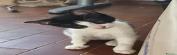 Meticcio gatti in regalo: Zac e Iris  - Annuncio 11