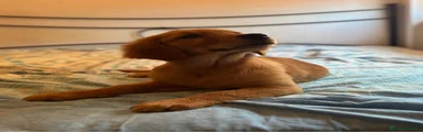 Golden Retriever 5