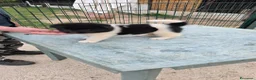 Akita Americano cani in vendita: Cuccioli Akita Americano  - Annuncio 15