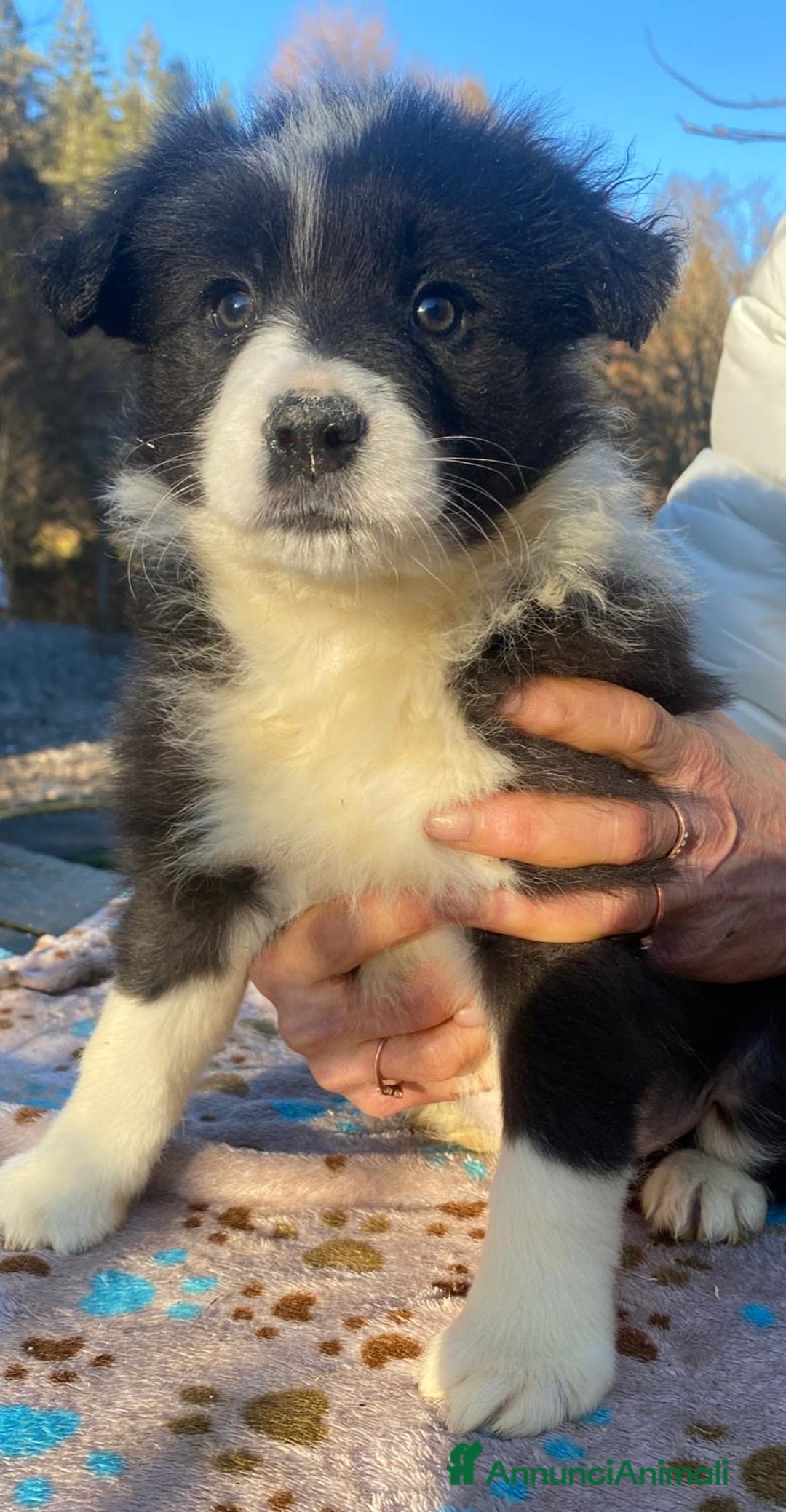 Border Collie cani in vendita: Border collie femmina  - Annuncio 2