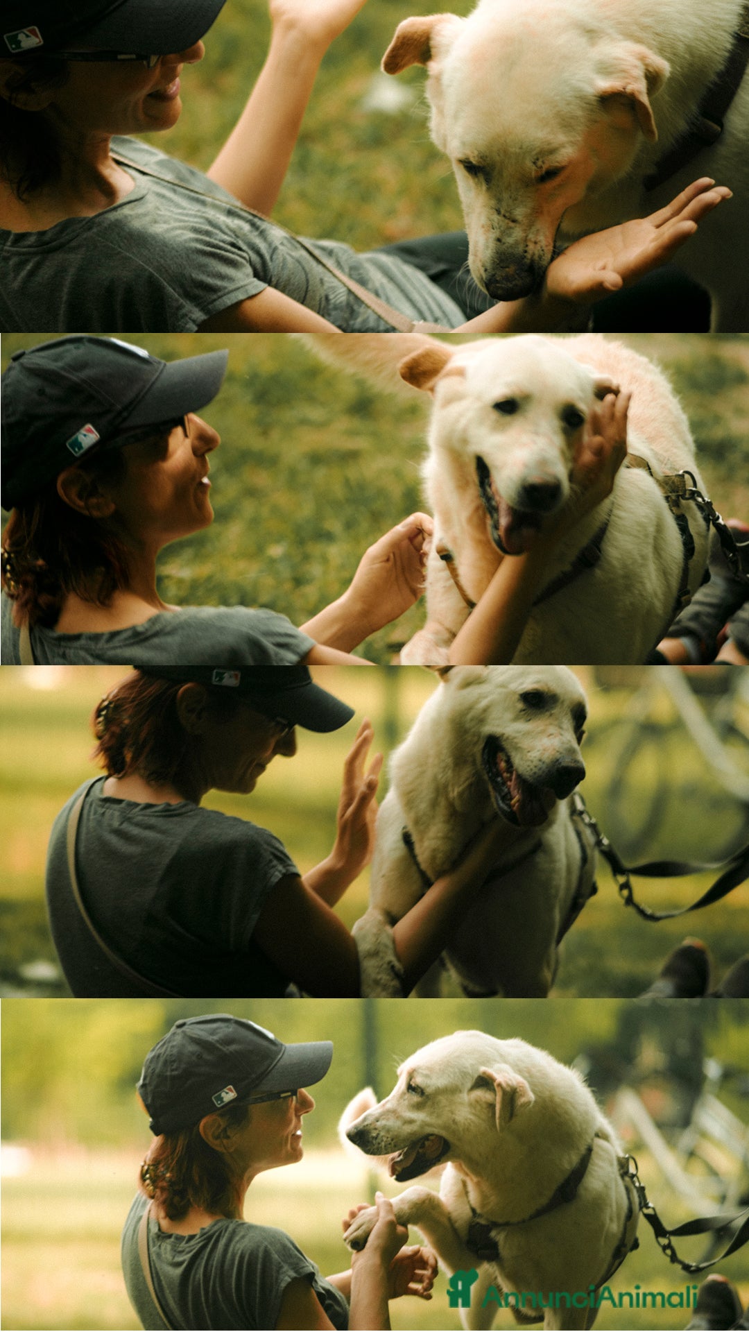 Labrador cani in regalo: Easy, una labrador da adottare - Annuncio 2