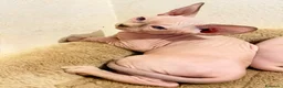 Sphynx gatti in vendita: Sphynx  - Annuncio 4