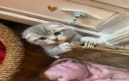 Scottish gatti in vendita: scottish  in vendita a Città Metropolitana di Firenze - Immagine 4