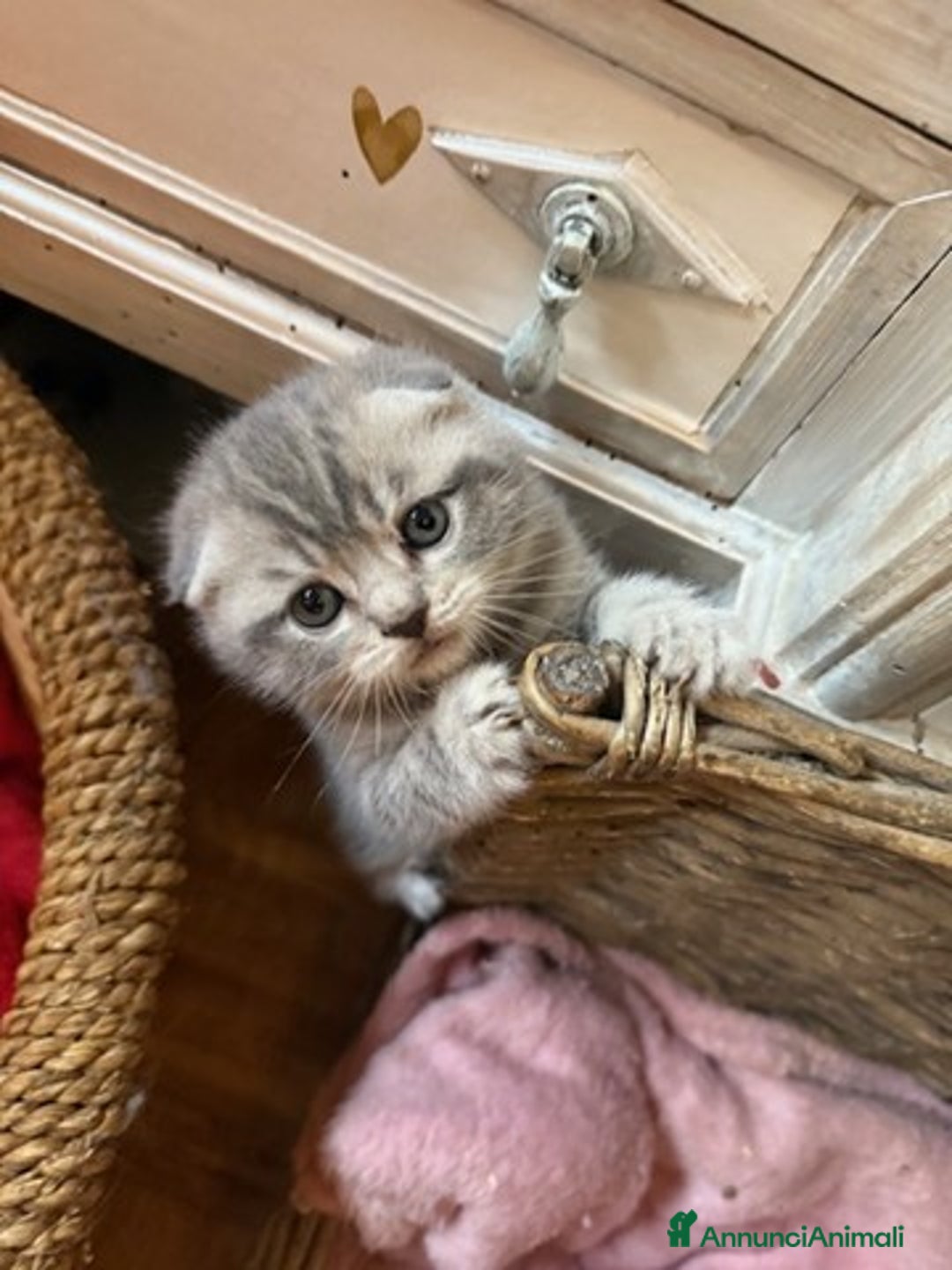Scottish gatti in vendita: scottish  in vendita a Città Metropolitana di Firenze - Immagine 4