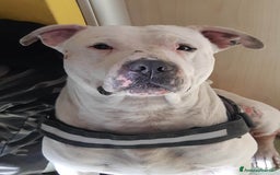 Pitbull cani in regalo: CIRO, PITBULL tanto dolce ma SOLO. a Città Metropolitana di Firenze - Immagine 4