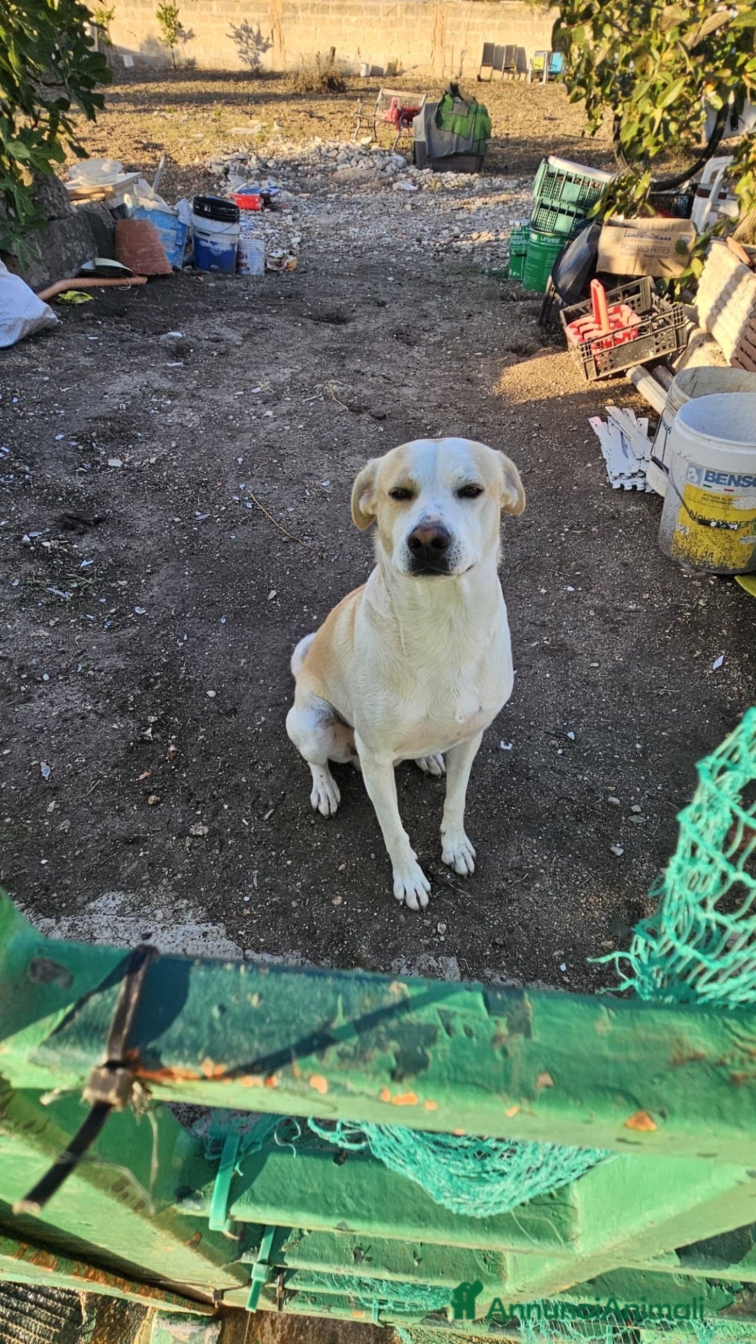 Meticcio cani Rey dolcissimo cagnolone che ama i bimbi - Annuncio 4