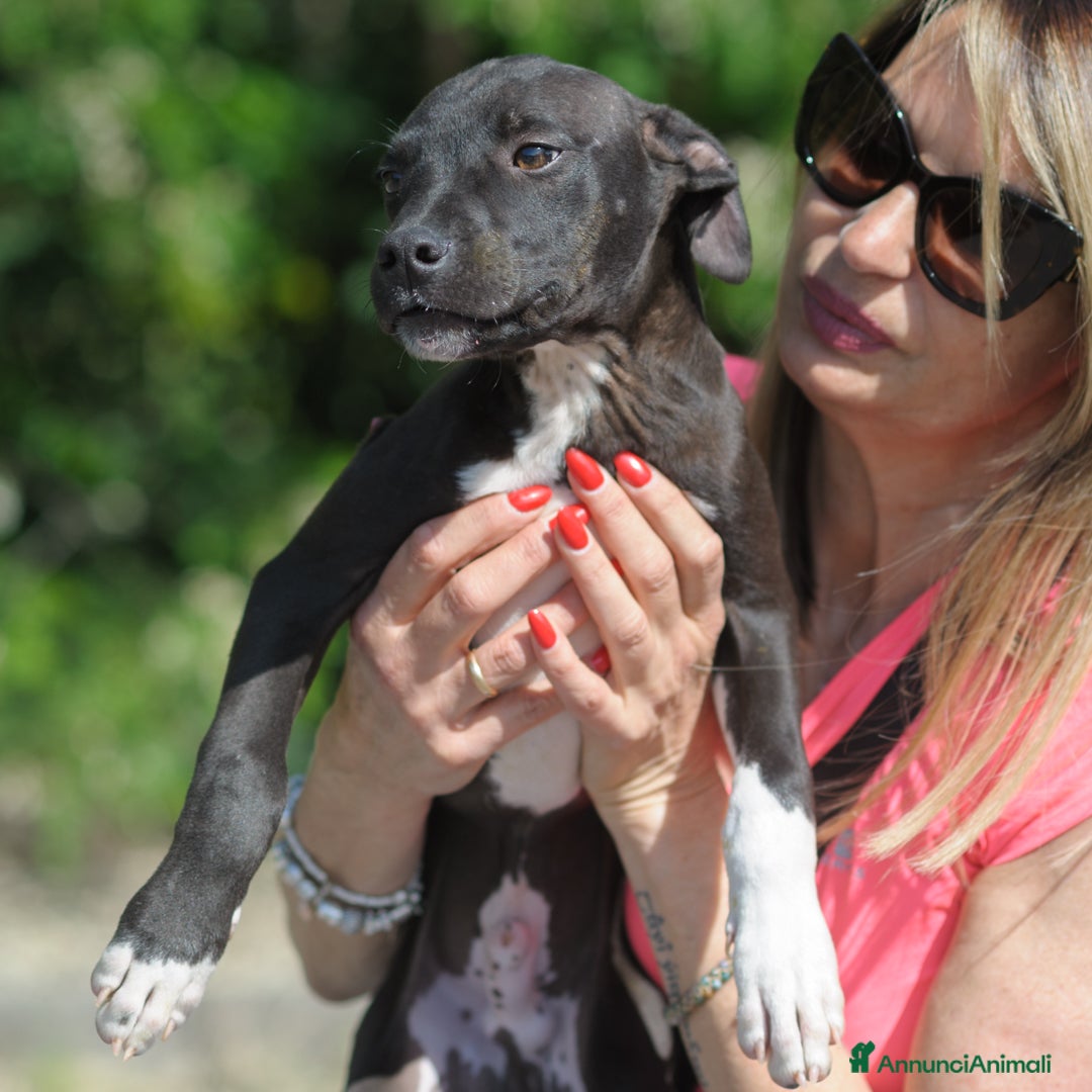 Meticcio cani PATRIZIO - Annuncio 6