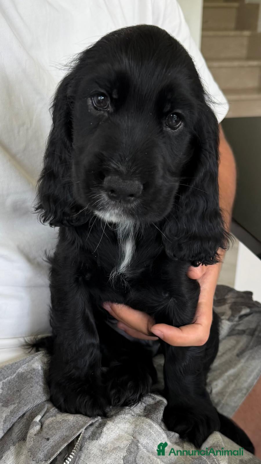 Cocker cani Cocker spaniel maschi  - Annuncio 33